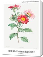 Obraz 50x70cm Design Red Aster, Redoute Vintage do Salonu