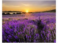 40X50CM POLE LAWENDY OBRAZ