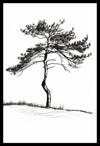 Plakat 30x45cm Samotna Sosna na Arena.pl