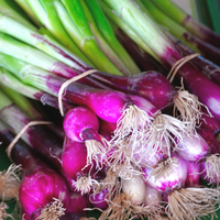 Cebula Siedmiolatka Wieloletnia Mrozoodporna Rurkowate Liście Red Toga