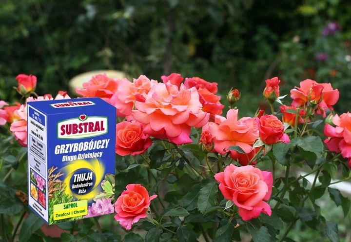 SUBSTRAL SAPROL OCHRONA TUI THUJA RÓŻE RODODENDRON ŚRODEK GRZYBOBÓJCZY 0,1L zdjęcie 2