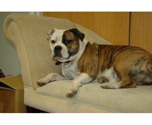 Pet Corrector 30ml na Arena.pl