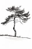 Plakat 20x30cm Samotna Sosna