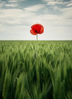 Plakat 40x55cm Samotny Mak na Polu