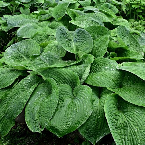 Funkia ELEGANS Hosta Niebieska Duża XL na Arena.pl