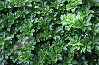 P9 Runianka japońska green carpet