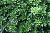 P9 Runianka japońska green carpet