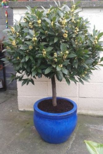 WAWRZYN SZLACHETNY Laurus nobilis NASIONA 150 sztuk - 100g. NW na Arena.pl