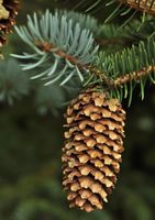 ŚWIERK KŁUJĄCY SREBRNY Picea pungens- NASIONA 2000 sztuk - 10g.