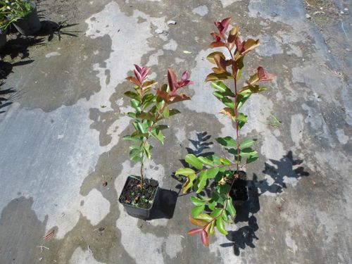 Lagerstroemia Berlingot Menthe 20-40cm P9 na Arena.pl