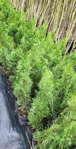 TUJA SZMARAGD - sadzonki 50 / 70 cm na Arena.pl