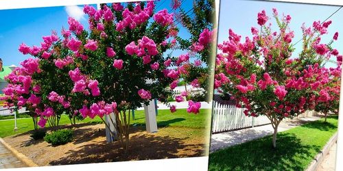 LAGERSTROEMIA INDYJSKA PINK NAJDŁUŻEJ KWITNĄCY KRZEW ŚWIATA Sadz. na Arena.pl