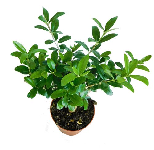 DRZEWKO OLIWNE (OLIWKA) 30cm na Arena.pl