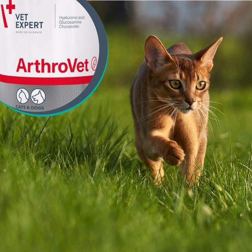 Preparat dla psów i kotów na stawy Vet Expert Arthrovet 60 tabletek na Arena.pl