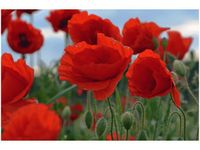 60X40CM MAKI DUNCAN OBRAZ