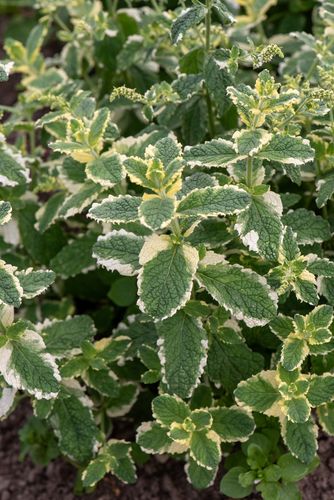 Mięta Variegata - Mentha rotundifolia na Arena.pl