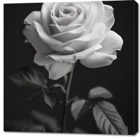 product-compare-59505422