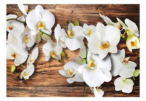 Fototapeta - Leśna orchidea 150x105 na Arena.pl