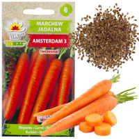 MARCHEW AMSTERDAM 3 NASIONA MARCHWI 5G AMSTERDAMSKA WCZESNA SOCZYSTA ODMIAN