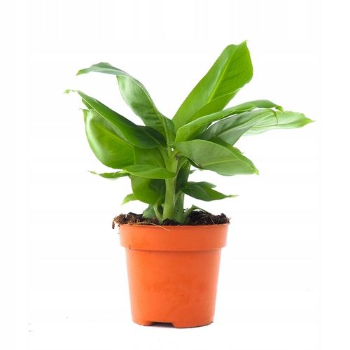 Musa Dwarf 'Cavendish' Bananowiec - EGZOTYCZNY BANAN W DOMU - Duże Liście na Arena.pl