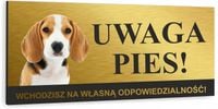 Tabliczka UWAGA ZŁY PIES BEAGLE złota aluminiowa