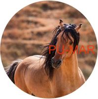 Opłatek na tort KONIE Koń Mustang Konik Kuc Urodziny Tekst Gratis