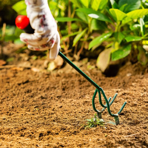 SPULCHNIACZ KULTYWATOR GLEBY RĘCZNY OGRODOWY 30cm zdjęcie 2