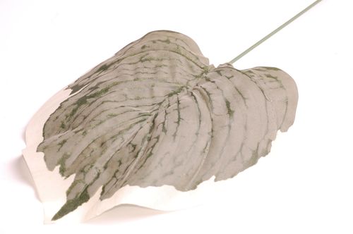 Liść 47cm na Arena.pl