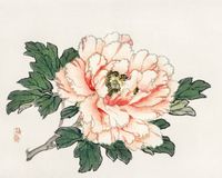 Plakat 50x40cm Pink Rose,  Kōno Bairei Japoński Vintage do Salonu