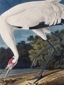 Plakat 30x40cm Żuraw Krzykliwy, J.J. Audubon Vintage do Salonu