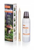 Mikoryza JADALNE GRZYBY LEŚNE borowik, podgrzybek, maślak