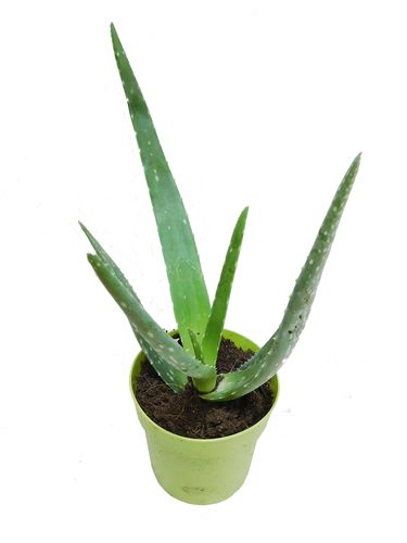 Aloes ALOE VERA 30cm na Arena.pl