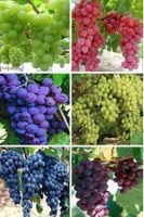 WINOGRON szczepiony pakiet 6 sztuk - sadzonki 5 / 10cm