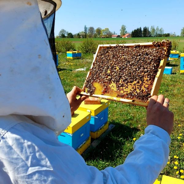 MIÓD LIPOWY - 1,2KG - PASIEKA KASZUBSKA zdjęcie 5