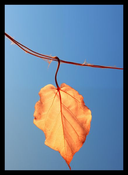 Plakat 25x35cm Ostatni Liść zdjęcie 2