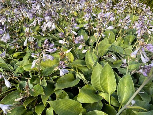 Funkia Hosta 'Halcyon' Doniczka 2.0L Duże Niebieskie liście na Arena.pl