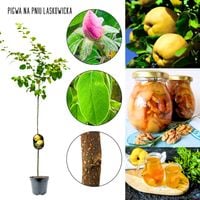 Pigwa Laskowicka drzewka owocujące NA PNIU 100-150 cm