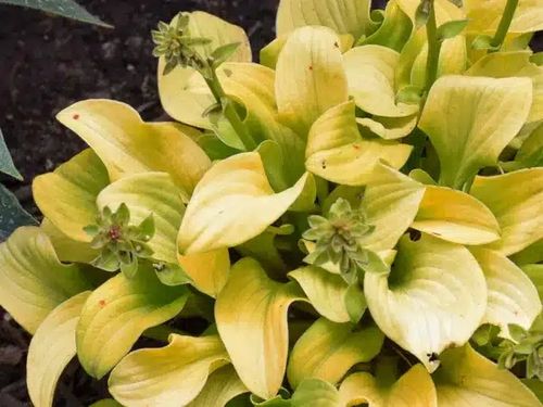 Funkia Hosta SUN MOUSE Zółta Miniaturowa Do cienia na Arena.pl