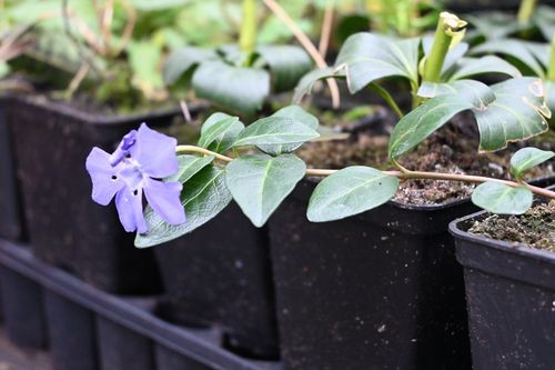 Barwinek pospolity - Vinca minor na Arena.pl