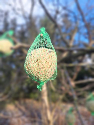 KULE TŁUSZCZOWE 50 SZT PYZY DO KARMNIKA SŁONECZNIK DLA PTAKÓW GRATIS 5 na Arena.pl