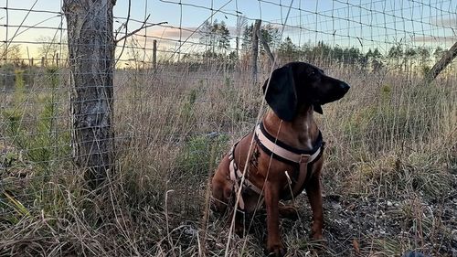 SIATKA LEŚNA ogrodzeniowa 100cm 8/15 L - ROLKA 50m - GRUBY DRUT OCYNKOWANA na Arena.pl