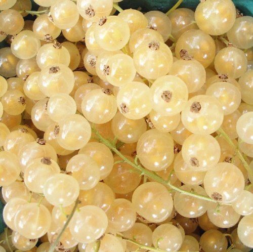 Porzeczka biała WERSALSKA żółta słodki OWOC krzew zdjęcie 1