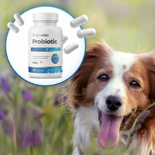 PROBIOTYK dla PSA I KOTA Prebiotyk VETAMED Probiotic 60 kapsułek + GRATIS na Arena.pl