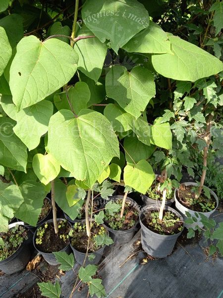 Katalpa surmia bignoniowa sadzonka zdjęcie 4