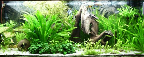 Kamień Aqua Stone Nero Ebano 4-7 mm na Arena.pl