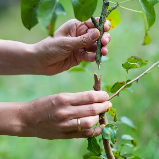 Sekator DO SZCZEPIEŃ okulizacji drzew + taśma zdjęcie 4