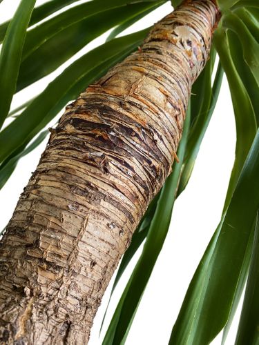 DRACENA DRACO SMOCZA 120 cm na Arena.pl