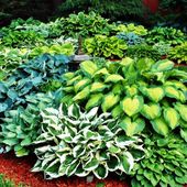 Hosta Funkia ogrodowa mieszanka mix 5 szt. sadzonka kłącze