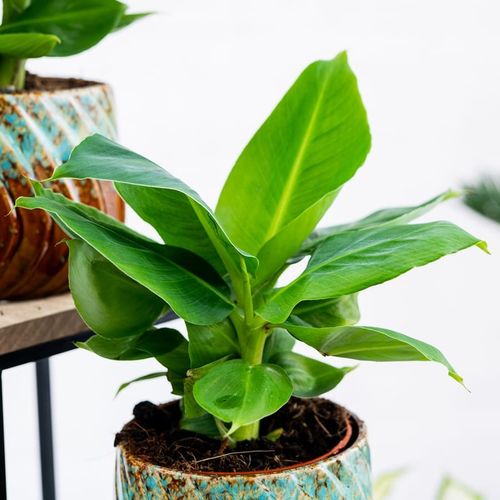 Musa Dwarf 'Cavendish' Bananowiec - EGZOTYCZNY BANAN W DOMU - Duże Liście na Arena.pl