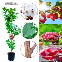 Wiśnia Szklanka idealna na kompoty 180-220 cm